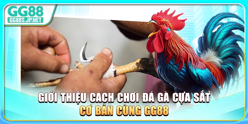 gioi-thieu-cach-choi-da-ga-cua-sat-co-ban-cung-gg88