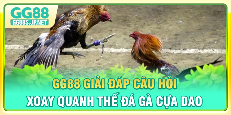 gg88-giai-dap-cau-hoi-xoay-quanh-the-da-ga-cua-dao
