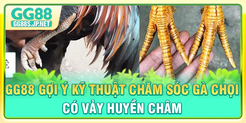 gg88-goi-y-ky-thuat-cham-soc-ga-choi-co-vay-huyen-cham